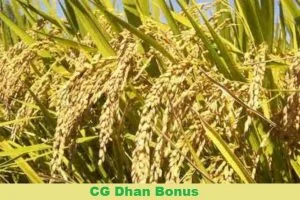 cg dhan bonus